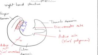 DNA Polymerase in Prokaryotes Hindi [upl. by Eseuqram]