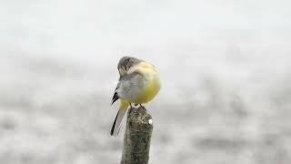 Grey Wagtail at Wilstone Reservoir [upl. by Zoba]