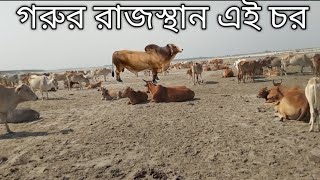 ইন্ডিয়া বাংলাদেশ বর্ডার এলাকার পদ্মার চরে গরু বিক্রি করা হচ্ছে  ২০২৪  India Bangladesh border [upl. by Iorio]