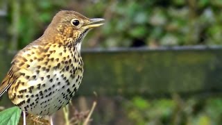 Song Thrush Bird Singing  Grive Musicienne Chant  Beautiful Birds Song and Sounds [upl. by Nathanoj]