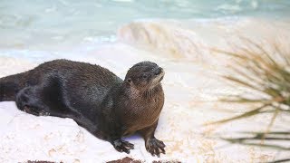 LIVE Otter Oasis River Otter Webcam [upl. by Nyrol]