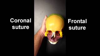 Anatomy of the Skull Part 1 [upl. by Oirretna]