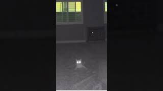 Cat Startled At Voice On Security Camera 😂 [upl. by Einahpit]