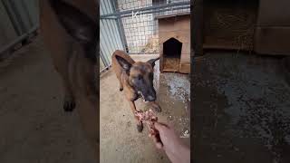 Belgian shepherd Malinois [upl. by Baxy]