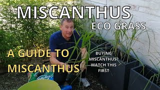 A Guide to Miscanthus Giganteus ECO GRASS Planting Miscanthus in Containers Creating a Garden Screen [upl. by Aerdnwahs]