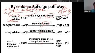 Salvage Pathway of Pyrimidine synthesis to understand the tt of Orotic aciduria with anemia USMLE [upl. by Grannias]