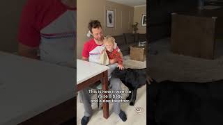 Raising a baby and dog together is truly wonderful labrador cutedog [upl. by Hermon]