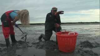 Digging Littlenecks on Duxbury Bay [upl. by Lillith]