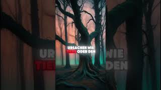 17 Der geheime Wald Russlands  Rätsel des Unerklärlichen shorts [upl. by Schurman]