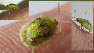 The Tortoise Shell Beetles upclose  Cutest insect 😍 [upl. by Akinaj744]