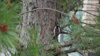 Bird Feeder News Episode 9  downy woodpecker Picoides pubescens [upl. by Brandais266]