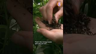 The best soil for strawberry plants coconut coir and perlite potting mix [upl. by Jaal921]