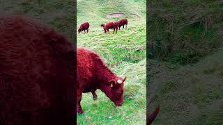 🐄 En montagne avec les salers ⛰️ montagne vache cow salers nature wildlife [upl. by Mann]