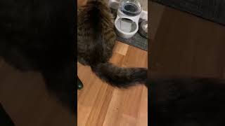 Scaredy Catcatvideos funny [upl. by Enna26]