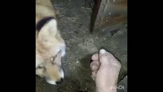 2277 How to teach a wild fox to stroke WildRedFox animals shorts [upl. by Adnwahsal114]