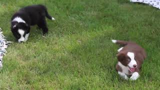 Border Collie Puppies For Sale [upl. by Eellah]