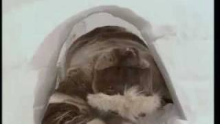 How to Make a Perfect Igloo  Ray Mears World of Survival  BBC [upl. by Taryne]