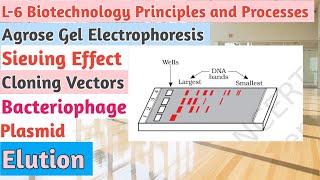 L6BiotechnologyPrinciples and ProcessesGel ElectrophoresisCloning VectorsPlasmidBacteriophage [upl. by Asilahs]