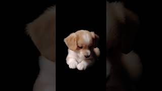 Cute Dog Live wallpaper [upl. by Piper]