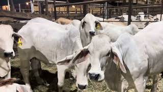 Braford Brahman and Brangus heifers [upl. by Eveline]