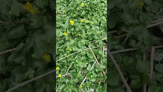 How to Identify Lesser Celandine Ficaria verna [upl. by Nedloh813]