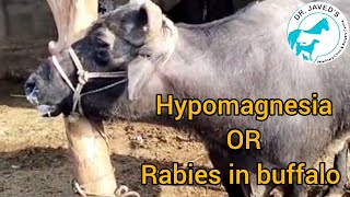 Hypo magnesemia Rabies poisoning treatment in animalsdr javed [upl. by Bardo]