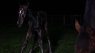 FOALING warning graphic content [upl. by Jacquette]