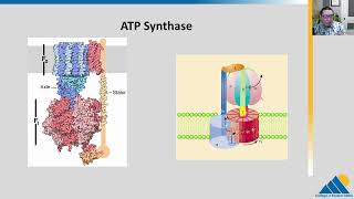 BIOL201 Ch74  Oxidative Phosphorylation [upl. by Llehsar]