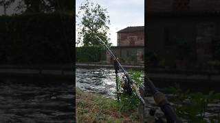 Carpe di canale  Urban Carpfishing  Live Carprun carpfishing carpfishingitalia carp carprun [upl. by Horick375]