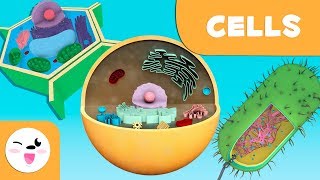 The cell Structure functions and its parts  Science for kids [upl. by Calli]