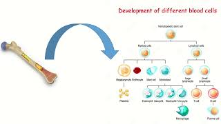 B Cell Development Part 1 بالعربي [upl. by Marcia683]