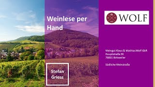 Weinlese per Hand im Weingut Klaus amp Mathias Wolf  Birkweiler Pfalz Riesling [upl. by Tobey]