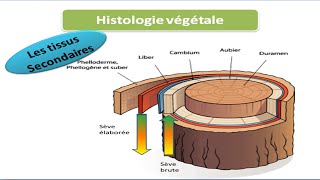 Histologie végétale cours de biologie végétale les tissus secondaire [upl. by Rma941]