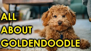 Goldendoodle Dog Breed Guide Puppies to AdultsAmazing Dogs [upl. by Saraiya]