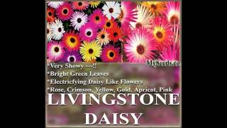 LIVINGSTONE DAISY Flower Seed  Mesembryanthemum  Ice Plant FLOWER SEEDS on wwwMySeedsCo [upl. by Kcirdorb]