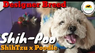 ShihPoo  ShihTzu x Poodle Cross Designer Breeds Shoodle Pooshi Hypoallergenic Breed Dogs Ready [upl. by Hafirahs711]