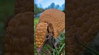 EL SECRETO del Armadillo [upl. by Alyag]