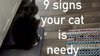 Needy cat signs to watch out for [upl. by Aliuqa]