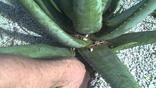 Pulling Aloe Pups for Transplanting [upl. by Sirois]