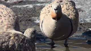 Ganga ortega Pterocles orientalis Blackbellied Sandgrouse [upl. by Divad]