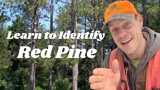 Learn to Identify Red Pine [upl. by Wileen]