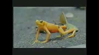 The almost extinct Golden Frog [upl. by Bahe]