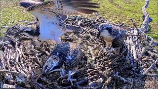 29 July 08 19  The 3 siblings peacefully share a small breakfish  ©️BywydGwylltGlaslynWildlife [upl. by Nednyl401]