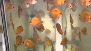 Discus Babies At Canadian Aqua Farm Hatchery [upl. by Auria]