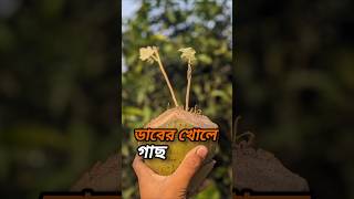 ডাবের খোলায় বীজ বপন ডাব বীজ trending agriculture shorts [upl. by Eahs139]