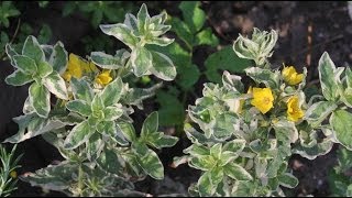 Lysimachia punctata  Goldfelberich Spotted Loosestrife [upl. by Adnirak]