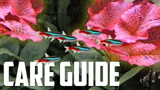 How to Care for Tiger Lotus  Easy Red Plant for Aquariums [upl. by Kathrine]