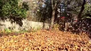 Leaf CleanUp Stihl BR600 Magnum LawnBoy 10730 and EFCO SA 2062 [upl. by Ennahtur]