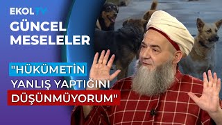 Cübbeli Ahmet Hoca Sokak Hayvanları Öldürülmemeli Barınaklarda Bakılmalı [upl. by Howlan]