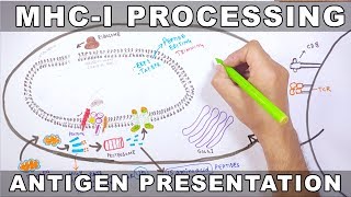 MHCI Processing  Antigen Processing and Presentation [upl. by Bor]